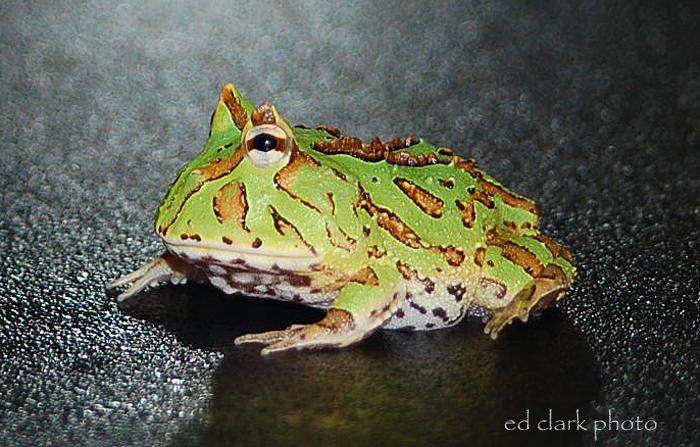006 - Fantasy Frog.jpg